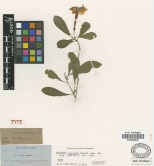 Brunfelsia purpurea Griseb. [type]