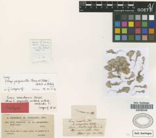 Evax discolor DC. var. micropodioides Willk.