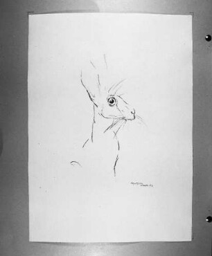 Hase im Zoo : Hase im Zoo. Kohlezeichnung (1963; E. Richter) Eigentum der Künstlerin