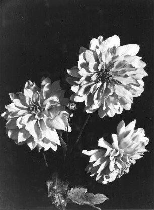 Garten-Dahlie - Dahlia variabilis, Blüten