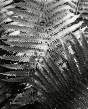 Farn im Sonnenlicht