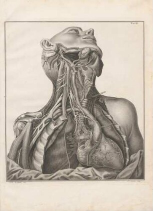Die Nervi Cardiaci auf der rechten Seite