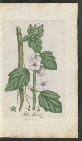 17. Althea officinalis