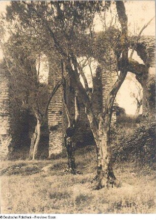 Alte Olivenbäume vor einer Ruine