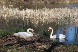 Ballenstedt - Brütender Schwan im Schlosspark : Brütender Schwan (links) auf dem See im Schlosspark Ballenstedt, Sachsen-Anhalt, aufgenommen 2007