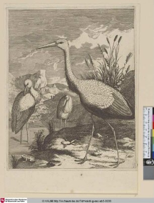 [Weißstorch; White Stork]