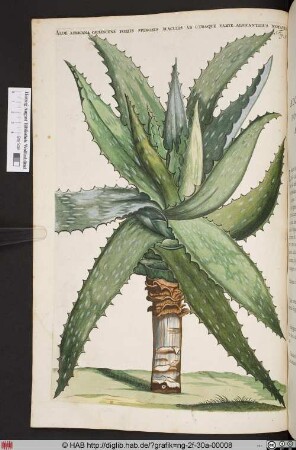 ALOE AFRICANA CAULESCENS.