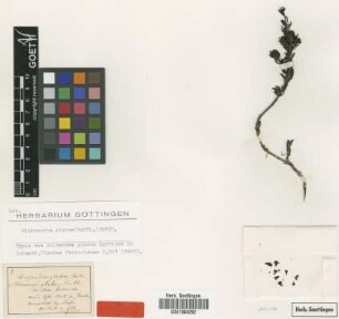 Anisandra glabra Bartl. [type]
