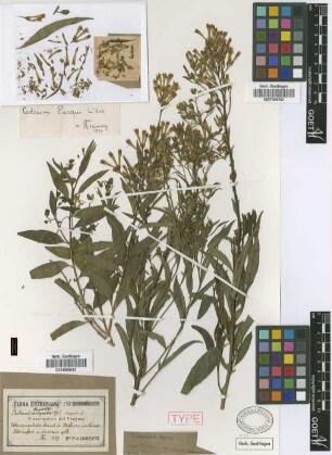 Cestrum campestre Griseb. [syntype]