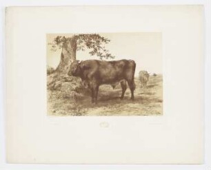 Étude de taureau