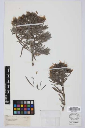 Echium aculeatum Poir.
