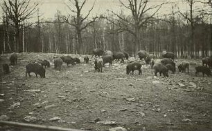 Wildgehege Moritzburg, Fütterung der Wildschweine
