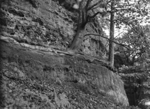 Baumwurzeln : Baumwurzeln im Sandstein.
