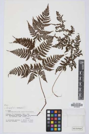 Nephrodium spinulosum Stremp. var. foenisecii N. foenisecii Lowe