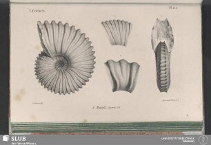 Pl. 104