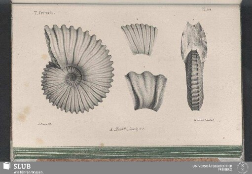 Pl. 104