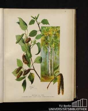 Betula alba Linné. Birke.
