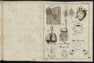 Tabula XIII.