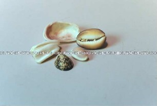 Muscheln, 5 Stück