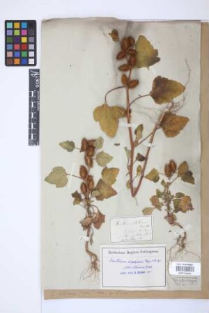 Xanthium albinum (Widder) Scholz