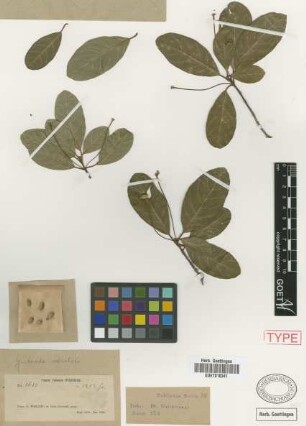 Guettarda reticulata Griseb. [syntype]