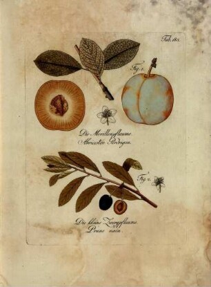 Tab. 183. Fig. 1. Die Morillenpflaume [...] Fig. 2. Die kleine Zwergpflaume [...]