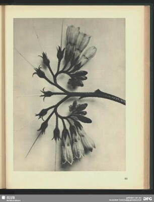 Symphytum officinale