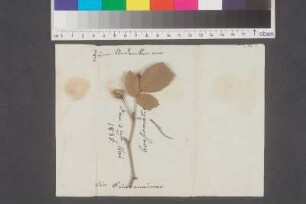 Getrocknete Rosenblätter