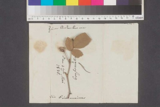 Getrocknete Rosenblätter