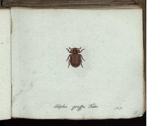 Silpha grossa Fabr. [bis] Curculio horridus Mihi.