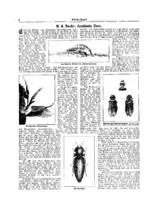 Leuchtende Tiere