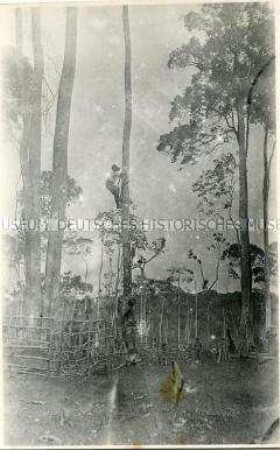 Deutscher Kolonialbeamter beim Erklettern eines Baumstammes