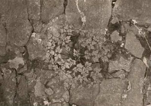 Blattmosaik vom Ruprechtskraut (Geranium robertianum), auch Stinkender Storchschnabel oder Stinkstorchschnabel an einer Mauer