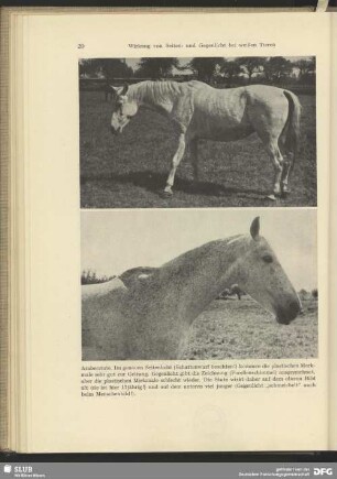 Araberstute