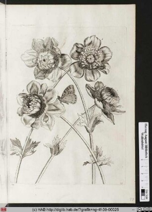 Anemonen.