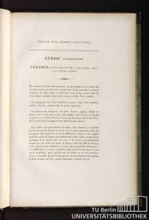 Traité des arbres fruitiers. Cerise d'angleterre. Cerasus sativa multifera, fructu subcordato, magno, è rubro chremesino, suavissimo.