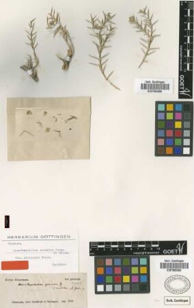 Acanthophyllum sordidum Bunge ex Boiss. var. Boiss. pruinosum[isotype]