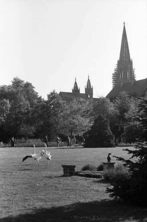 Freiburg: Flamingos auf der Wiese im Stadtgarten mit dem Münster im Hintergrund