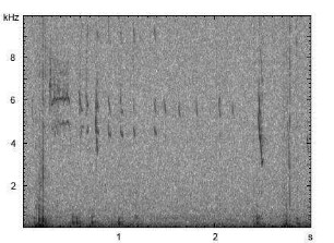 Fitis | Phylloscopus trochilus - Schnabelklappern, Ruf, Bettelruf