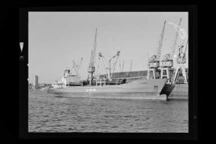 Eider (1978)