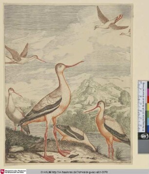 [Uferschnepfe; Black-tailed Godwit]