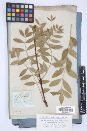 Fraxinus lentiscifolia Desf.