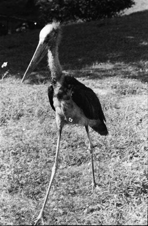Indischer Marabu im Stadtgarten.