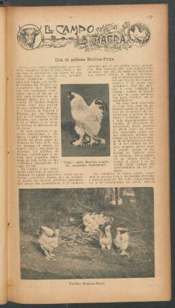Cría de gallinas Brahma-Putra : El campo y la chacra