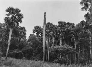 Palmenhain : Hain aus Borassuspalmen unweit Motambo