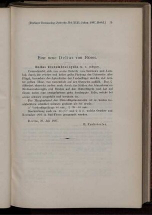 Eine neue Delias von Flores.