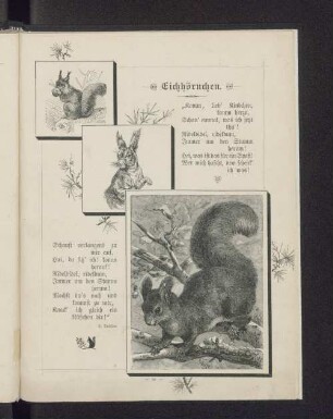 Eichhörnchen.
