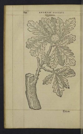 Quercus.