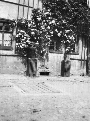 Meusegast (heute: Dohna-Meusegast). Rittergut. Wohnhaus (18. Jh.), Hofseite mit rankender Rose am Spalier