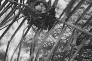 Vogelnest : Blick in ein Vogelnest mit drei Küken.